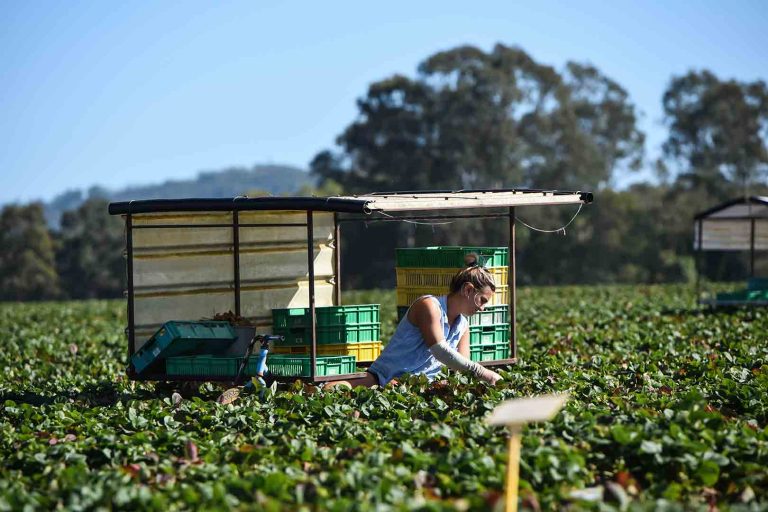 $100k cash prize offered up to Queensland strawberry pickers – Food ...